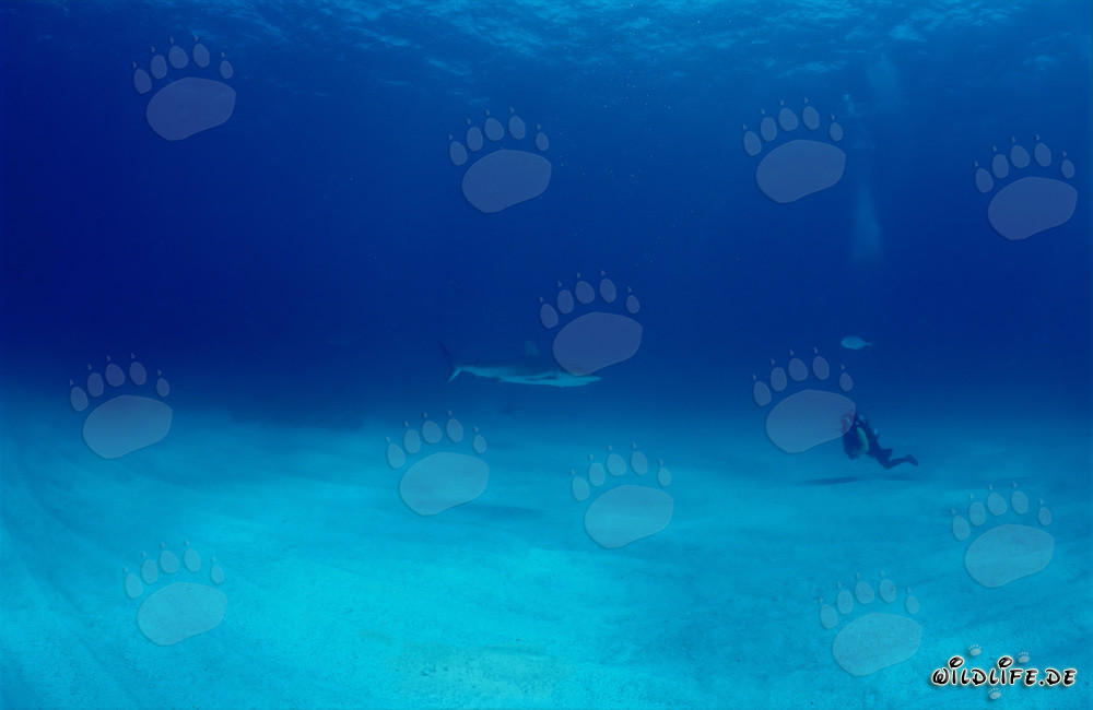 Rencontre entre un majestueux requin à pointes noires et un plongeur intrépide