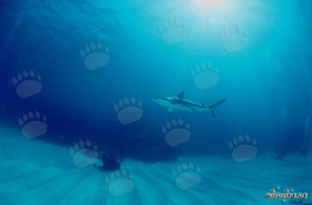 Rencontre fascinante entre un requin à pointes noires et un plongeur sous-marin