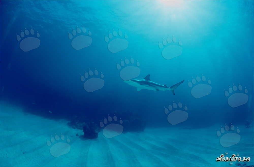 Schwarzspitzenhai begegnet einem faszinierten Taucher unter Wasser