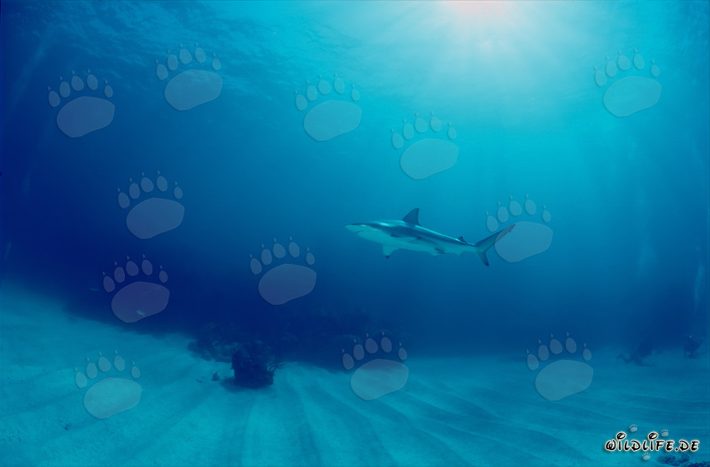Incontro affascinante: squalo delle punte nere e subacqueo nelle acque delle Bahamas