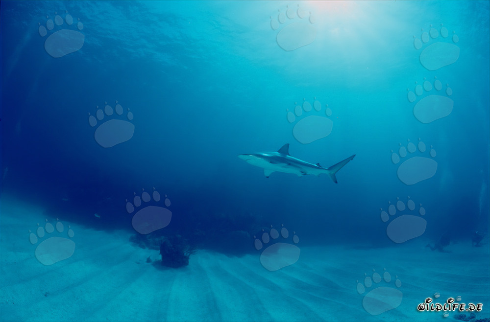 Encuentro fascinante: tiburón de puntas negras y buceador en las aguas de las Bahamas