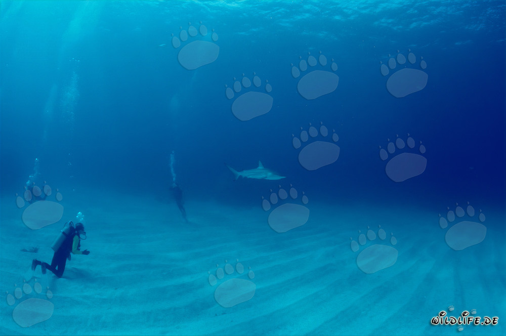 Diver watching an impressive Blacktip shark in the waters of the Bahamas