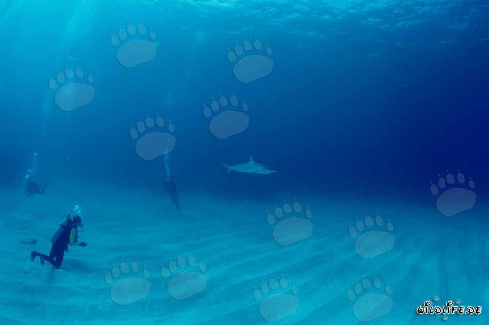 Plongeurs observant un impressionnant requin à pointes noires dans les eaux des Bahamas