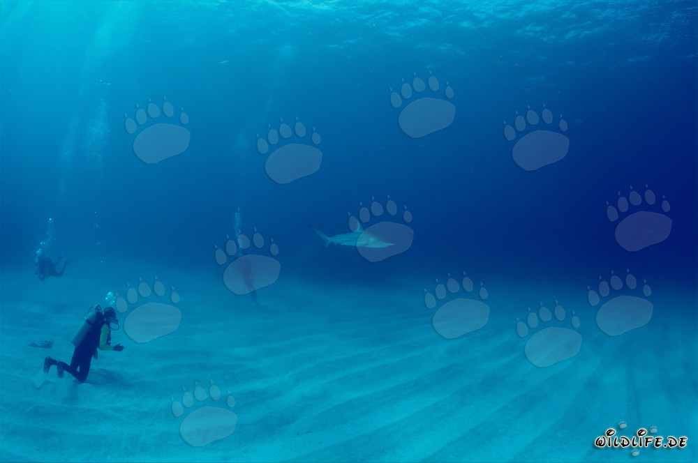 Taucher beobachten einen imposanten Schwarzspitzenhai in den Gewässern der Bahamas