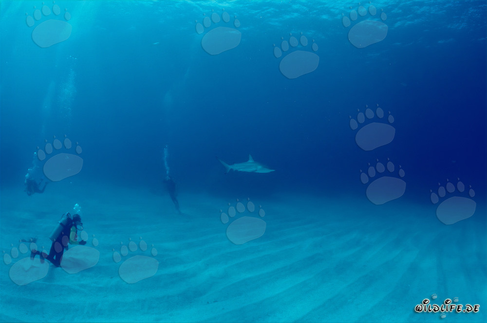 Subacquei osservano un imponente squalo pinna nera nelle acque delle Bahamas