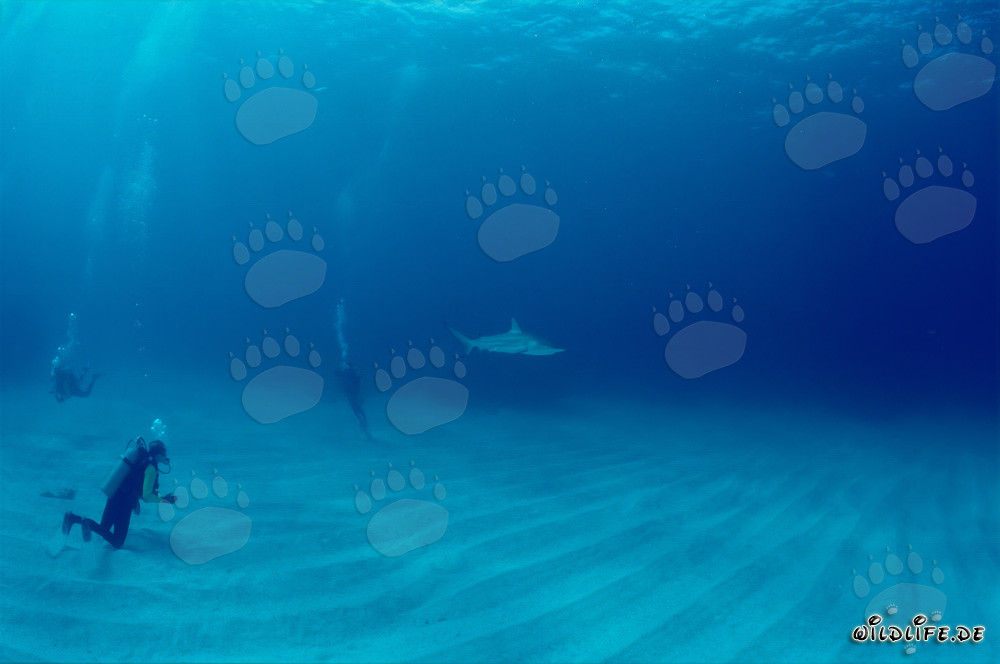 Buzos observando un imponente tiburón de puntas negras en las aguas de las Bahamas