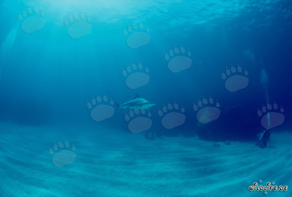 Blacktip shark observing diver behind a coral block