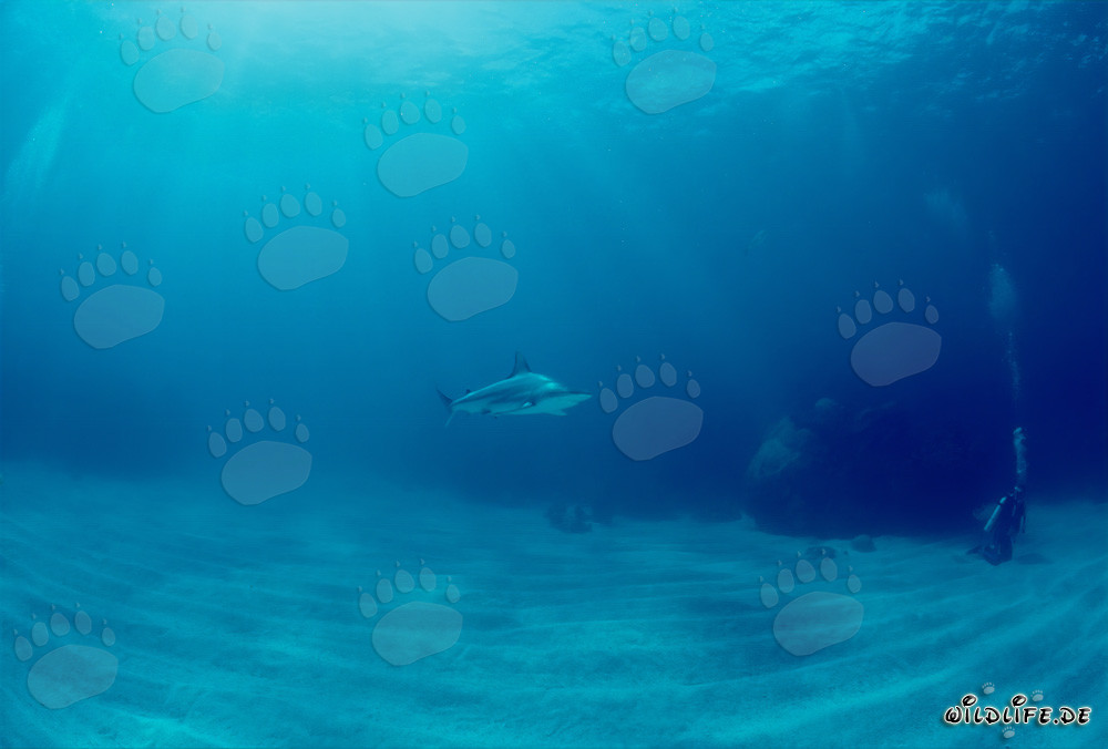 Requin à pointes noires observant un plongeur derrière un bloc de corail