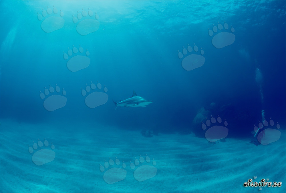 Tiburón de puntas negras observando a un buceador detrás de un bloque de coral