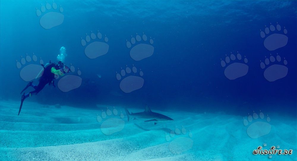Fascinating Caribbean Reef Shark and Brave Diver in the Bahamas