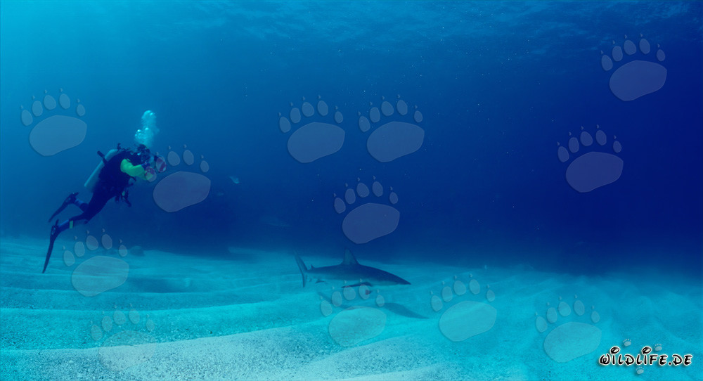 Faszinierender Karibischer Riffhai und mutiger Taucher in den Bahamas