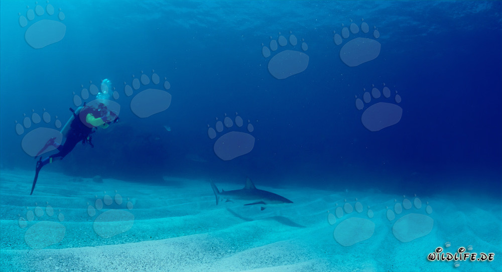 Requin des Caraïbes fascinant et plongeur courageux aux Bahamas