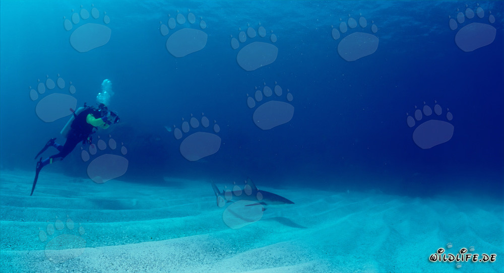 Affascinante squalo dei Caraibi e coraggioso subacqueo alle Bahamas