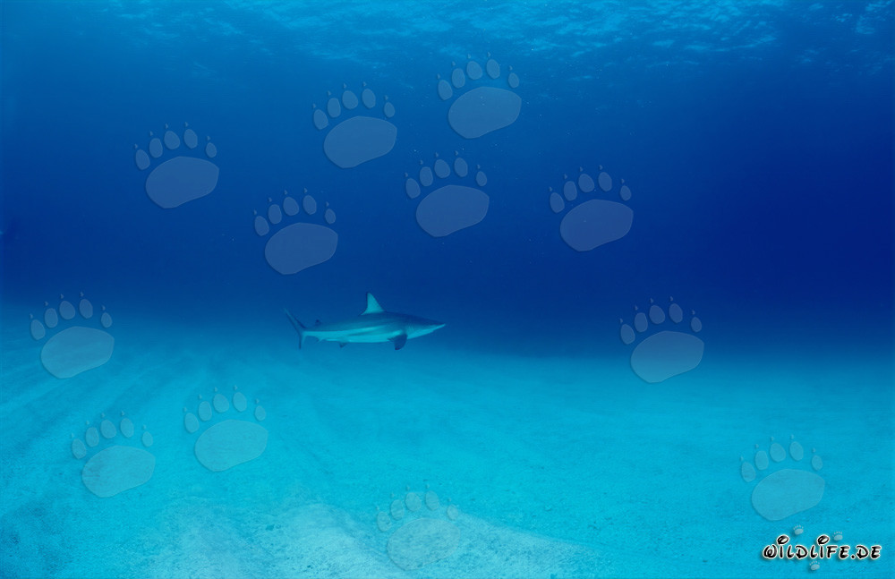 Blacktip shark gracefully swimming above sandy bottom