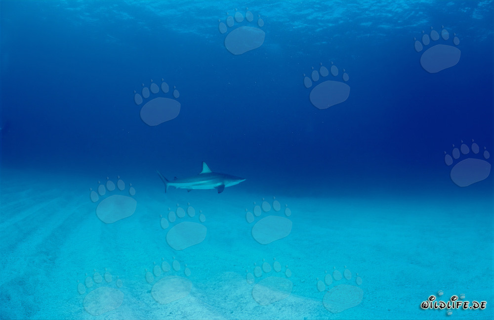 Requin à pointes noires nage élégamment sur le fond de sable