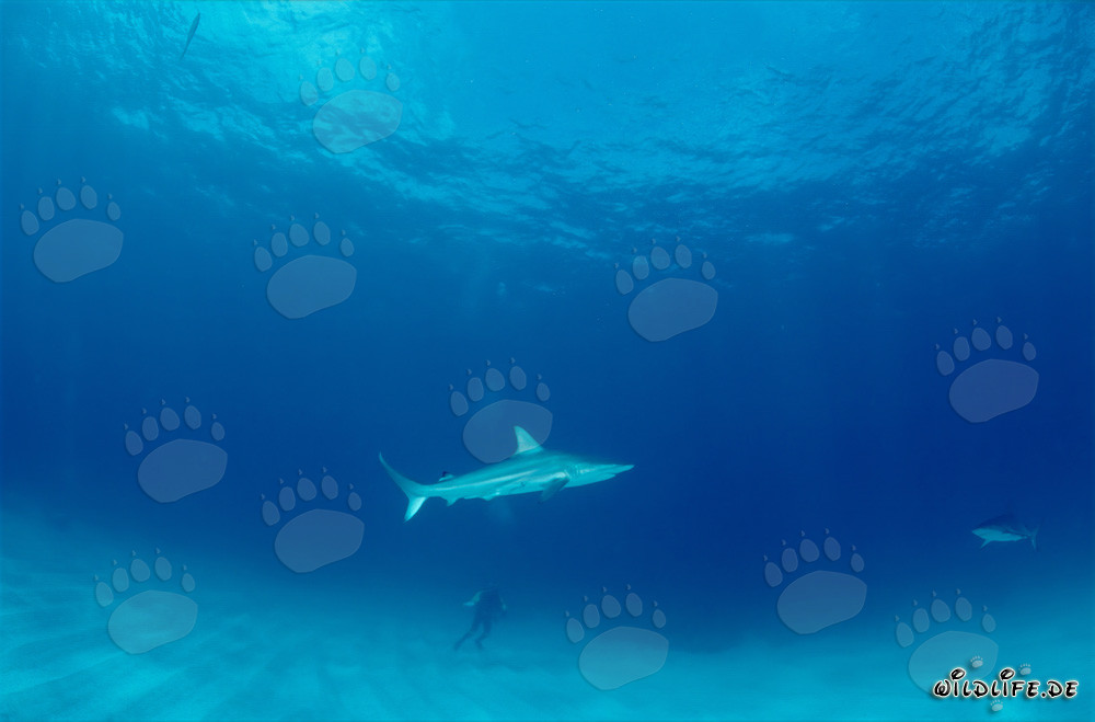 Blacktip shark passing by a diver