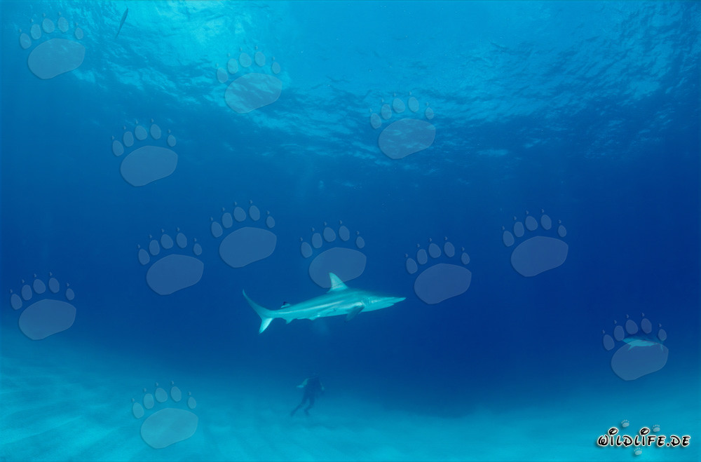 Requin à pointe noire nage devant un plongeur