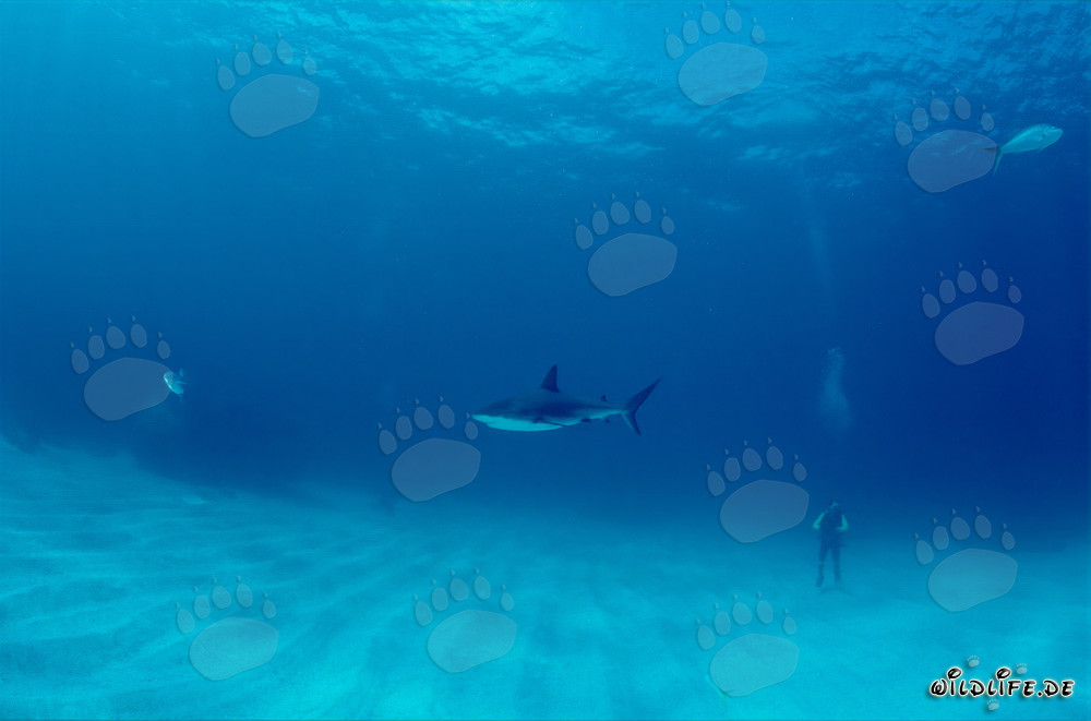 Plongeur observe majestueux requin à pointes noires dans les eaux des Bahamas
