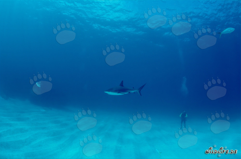 Subacqueo osserva maestoso squalo pinna nera nelle acque delle Bahamas