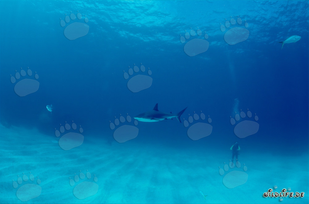 Buzo observa majestuoso tiburón de puntas negras en las aguas de las Bahamas