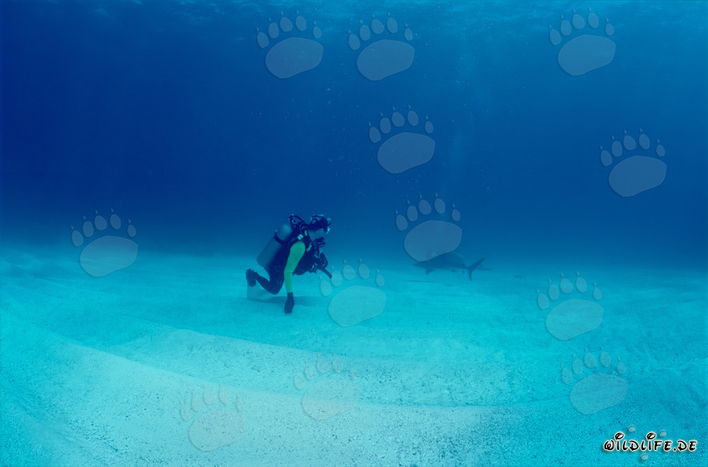 Encounter with a majestic Caribbean reef shark and a brave diver