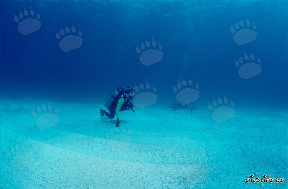 Rencontre avec un majestueux requin des Caraïbes et un plongeur courageux