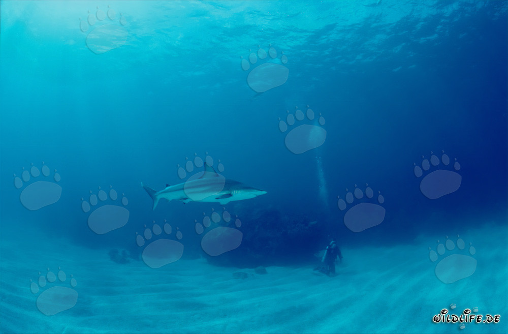Blacktip shark exploring the seabed near Walker's Cay