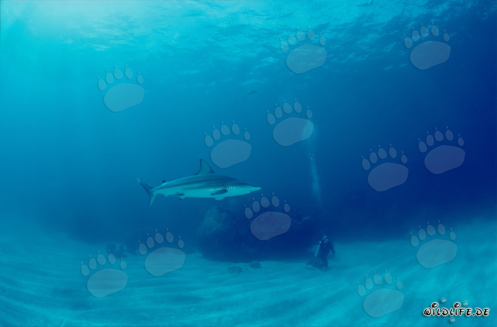Lo squalo punta nera esplora il fondale marino vicino a Walker's Cay