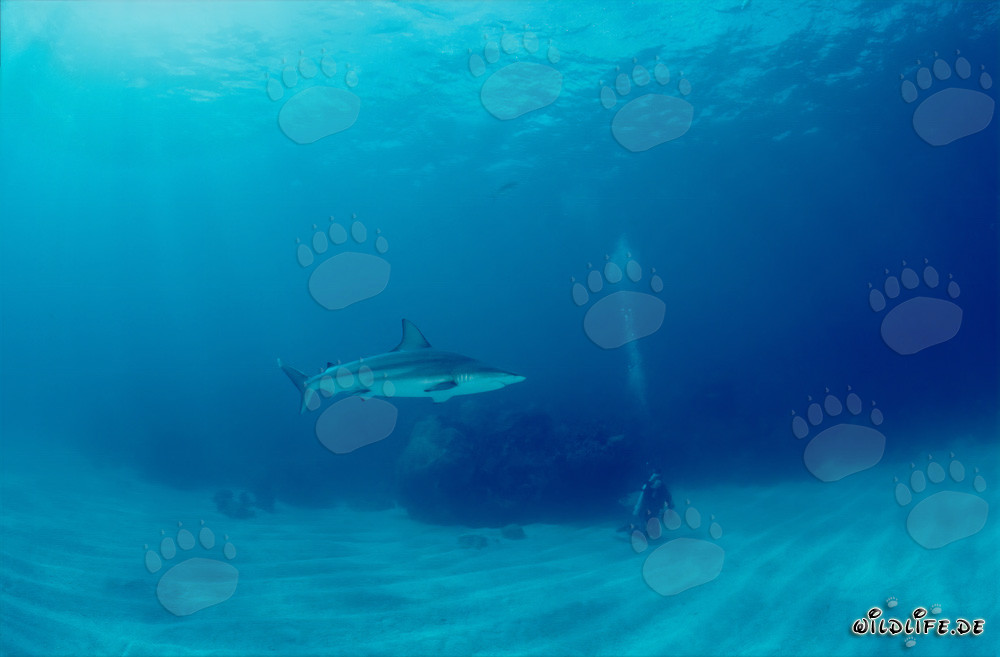 Tiburón de puntas negras explora el lecho marino cerca de Walker's Cay