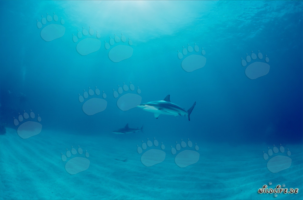 Blacktip shark (Carcharhinus limbatus) swimming over sandy seabed in the Bahamas