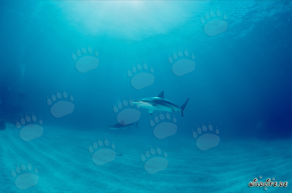 Requin à pointes noires nage au-dessus du fond marin sablonneux aux Bahamas
