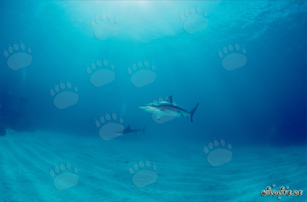Schwarzspitzenhai über sandigem Meeresgrund schwimmt in den Bahamas