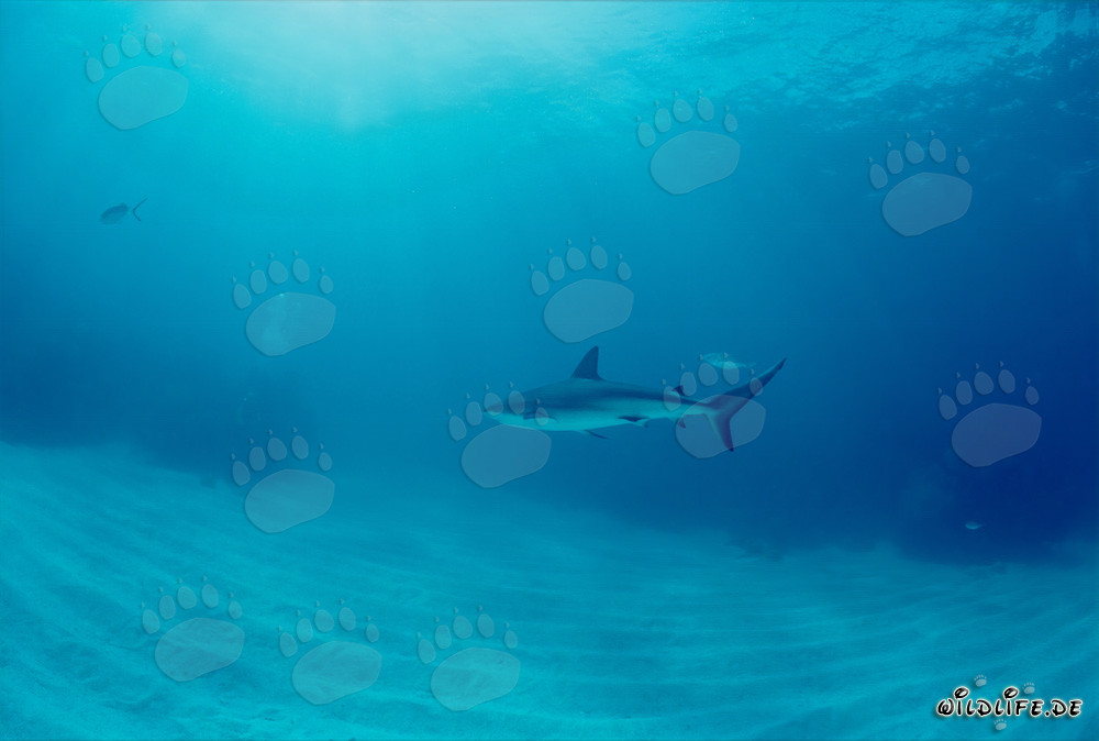 Encounter with a Majestic Caribbean Reef Shark