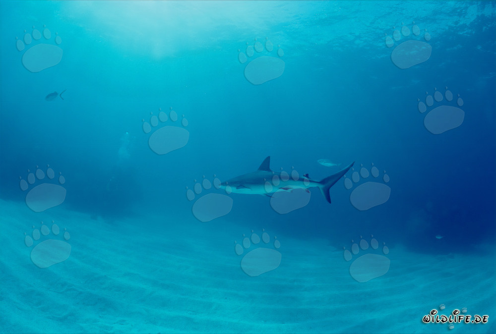 Rencontre avec un majestueux requin des Caraïbes