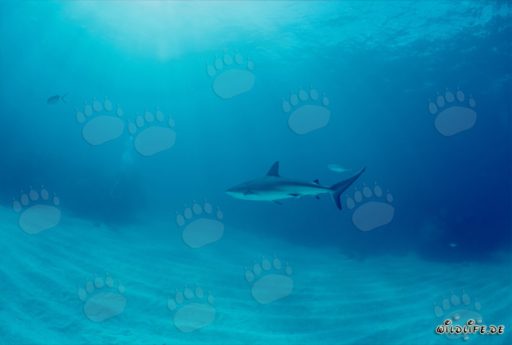 Incontro con uno squalo di barriera dei Caraibi maestoso