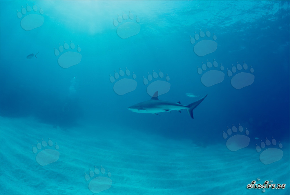 Encuentro con un majestuoso tiburón de arrecife del Caribe