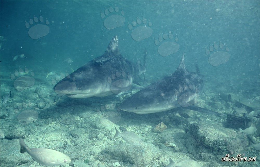 Incontro con due maestosi squali toro in acque basse