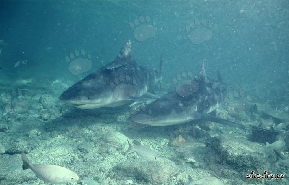 Faszinierende Begegnung mit zwei majestätischen Bullenhaien in flachem Wasser