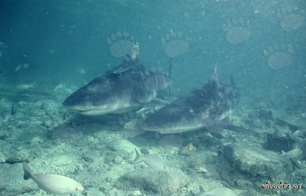 Rencontre avec deux majestueux requins taureaux dans des eaux peu profondes