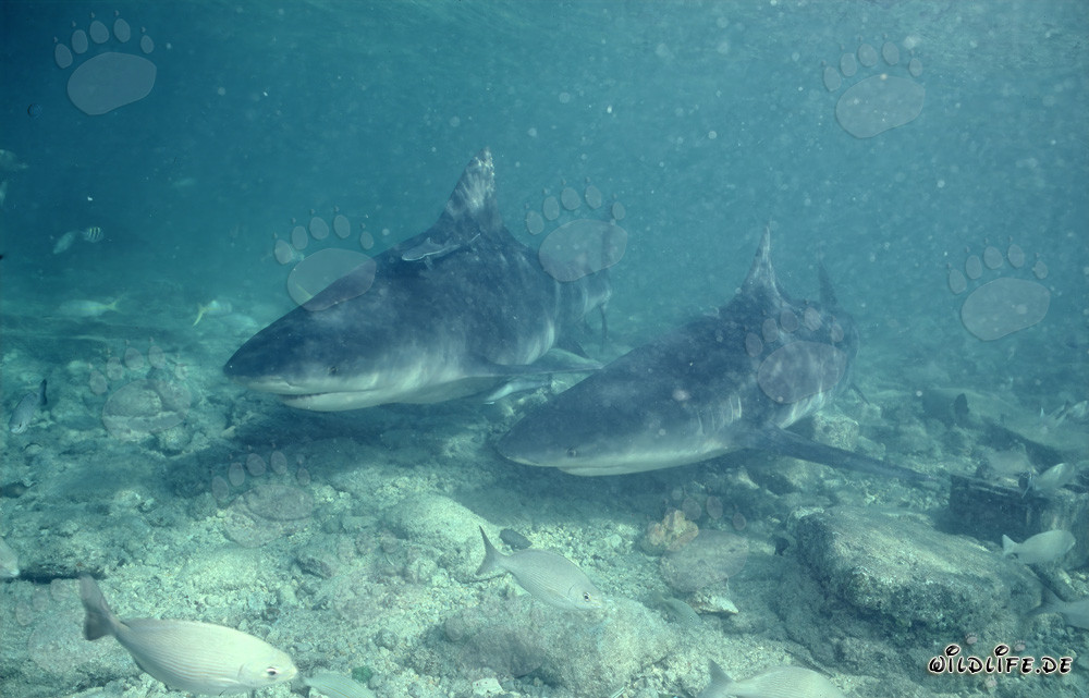 Encuentro con dos majestuosos tiburones toro en aguas poco profundas