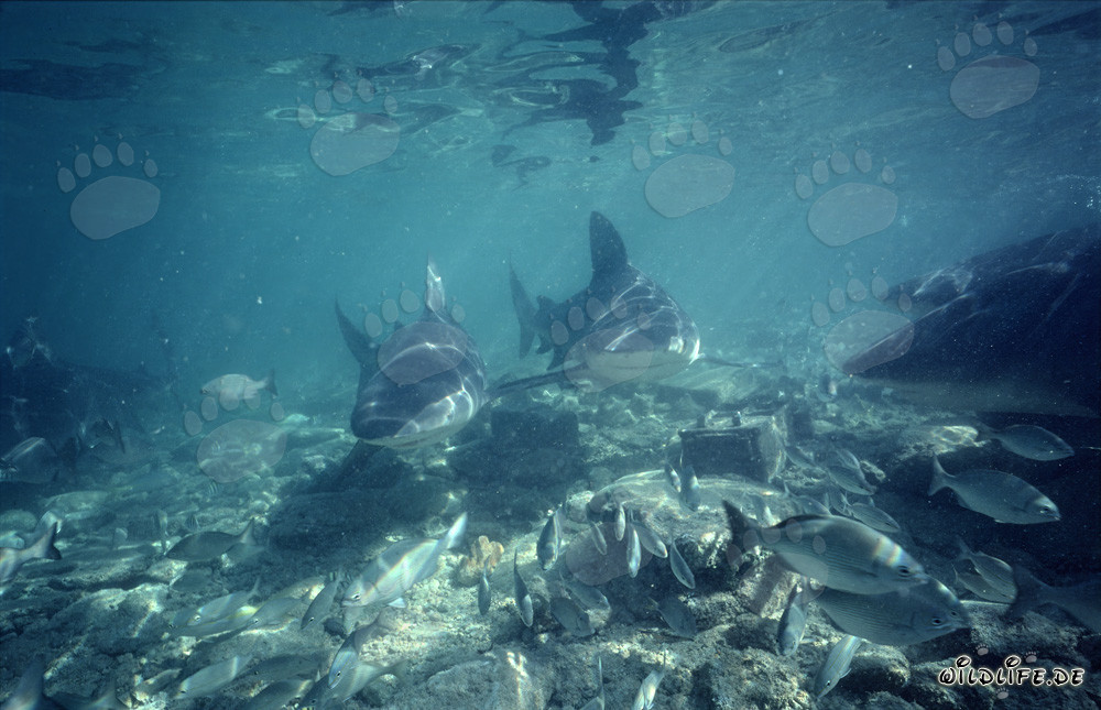 Discover Impressive Bull Sharks in the Waters of Walker´s Cay