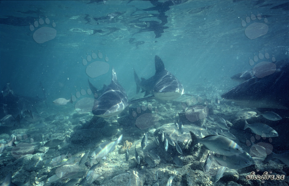 Imposante Bullenhaie in den Gewässern von Walker´s Cay entdecken