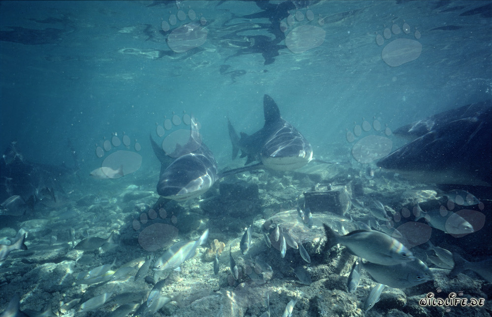 Découvrez les impressionnants requins taureaux dans les eaux de Walker´s Cay