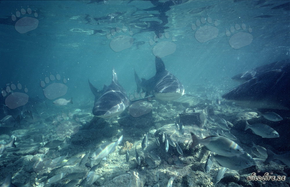 Scopri gli imponenti squali toro nelle acque di Walker´s Cay