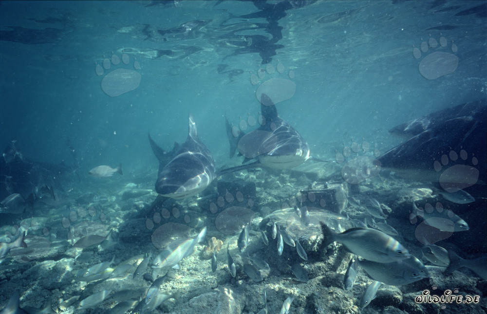 Descubre los impresionantes tiburones toro en las aguas de Walker´s Cay
