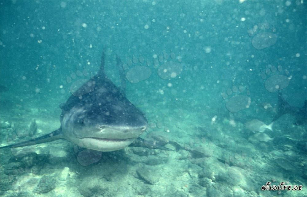 Fascinating Bull Shark in murky waters