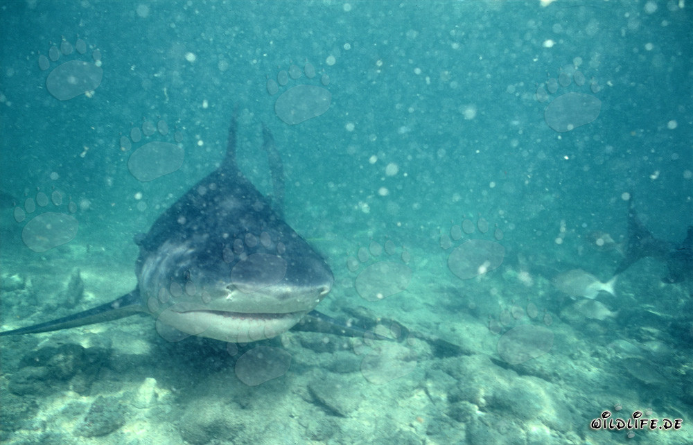 Faszinierender Bullenhai im trüben Wasser
