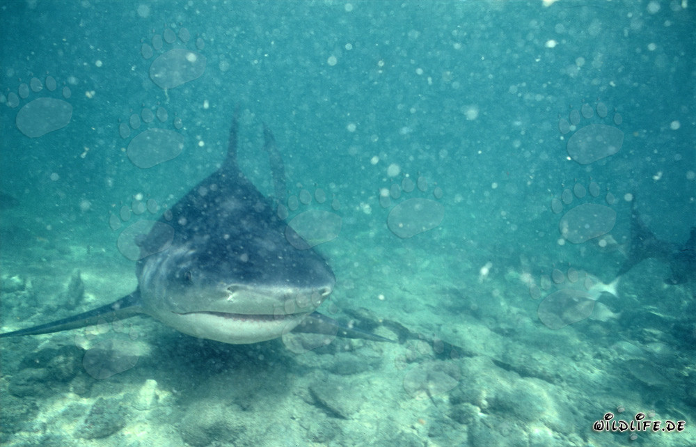 Tiburón toro fascinante en aguas turbias