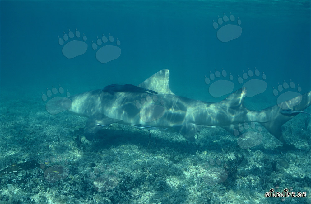 Majestic Lemon Shark on Seabed Covered in Marine Growth