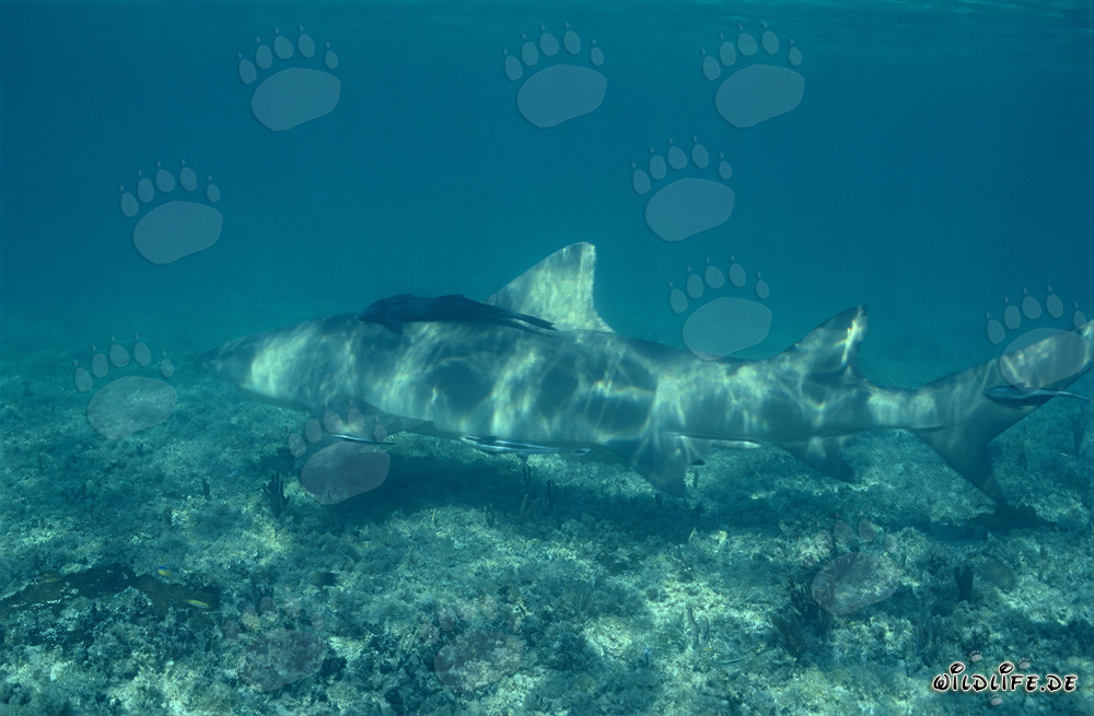 Requin citron majestueux sur le fond marin avec des plantes